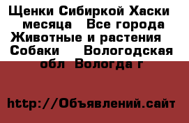 Щенки Сибиркой Хаски 2 месяца - Все города Животные и растения » Собаки   . Вологодская обл.,Вологда г.